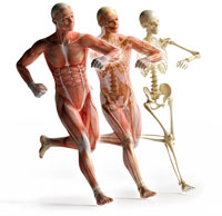 Health Promotion in the Aging Population IV - The Musculoskeletal System