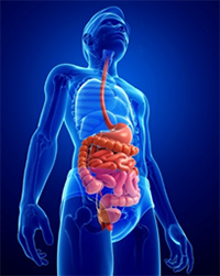 Health Promotion in the Aging Population II - An Overview of the Gastrointestinal System